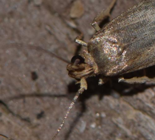 Réf. 224 322 : Blastobasis phycidella